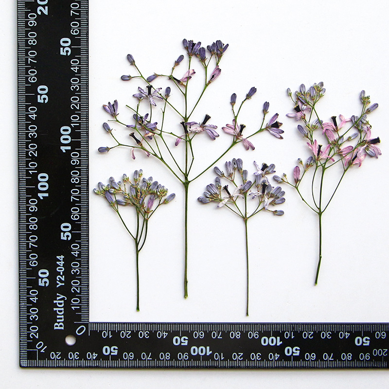 Dried Flower Bookmark - 120pcs Pressed Dried Melia azedarach L