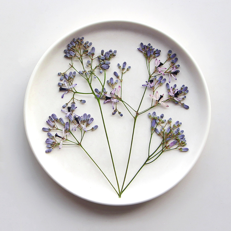 120pcs Pressed Dried Melia aze – Dried Flower Bookmark recenzja i cena