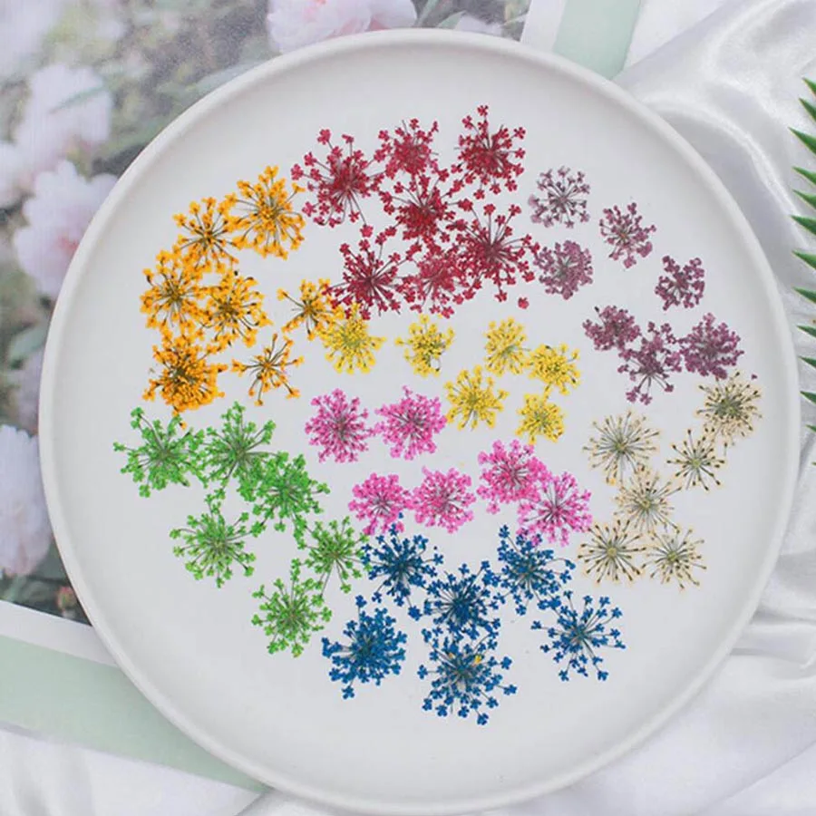 60pcs Pressed Dried 20-25mm Am – Dried Flower Bookmark recenzja i cena