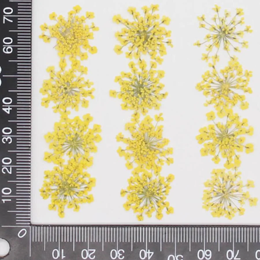 60pcs Pressed Dried 20-25mm Am – Dried Flower Bookmark recenzja i cena
