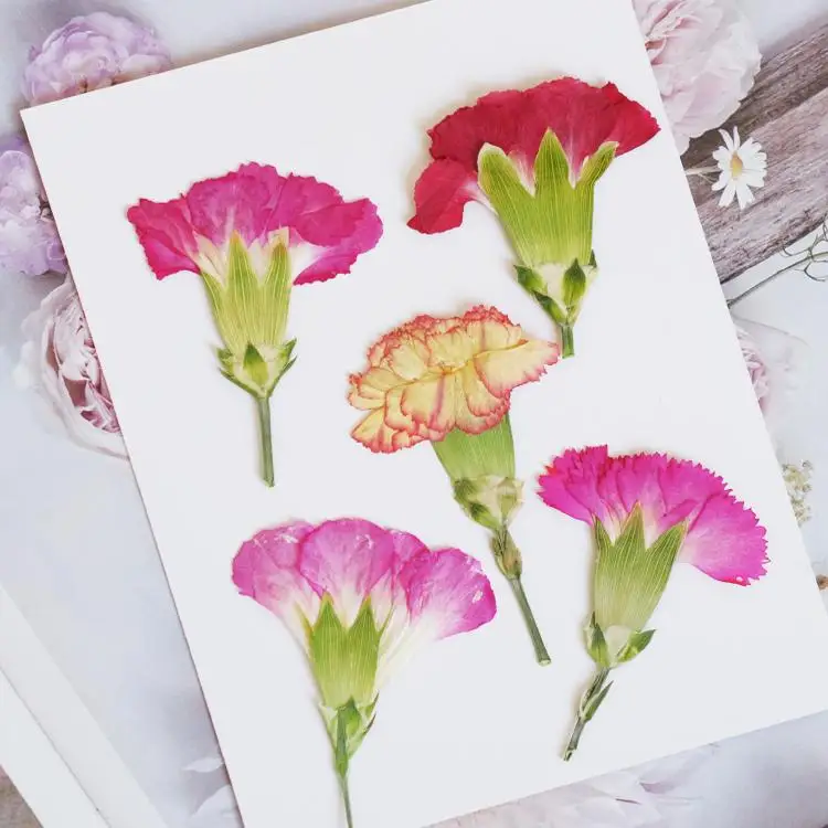 6pcs/4-7cm,Carnation dried flo – Dried Flower Bookmark recenzja i cena