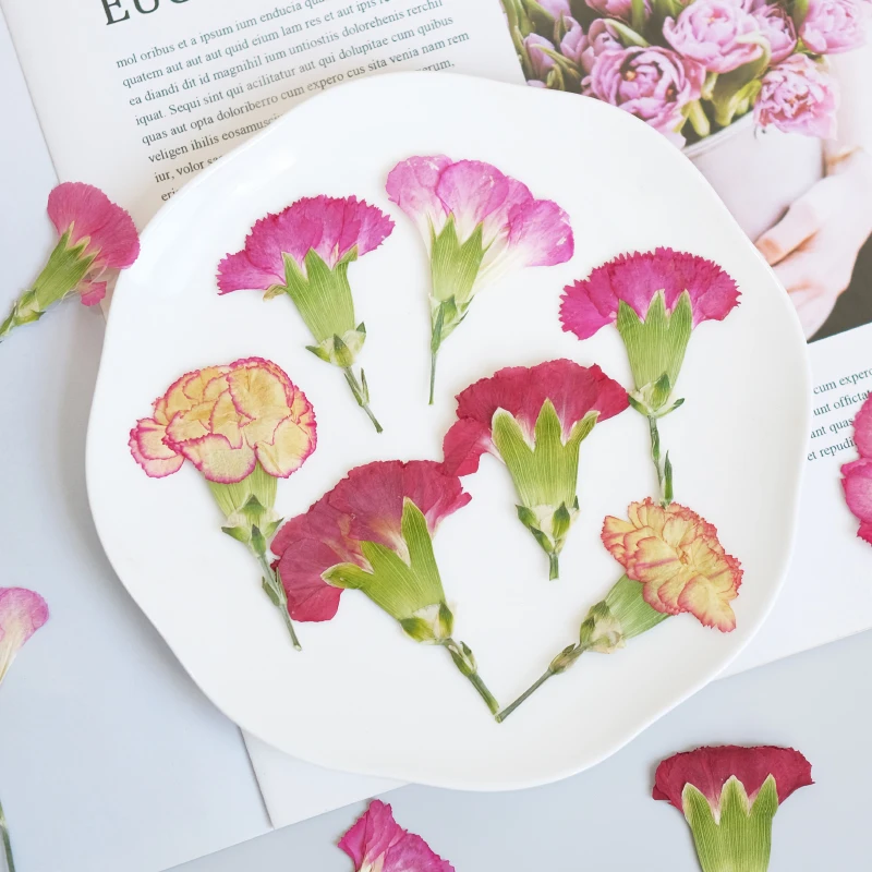 6pcs/4-7cm,Carnation dried flo – Dried Flower Bookmark recenzja i cena
