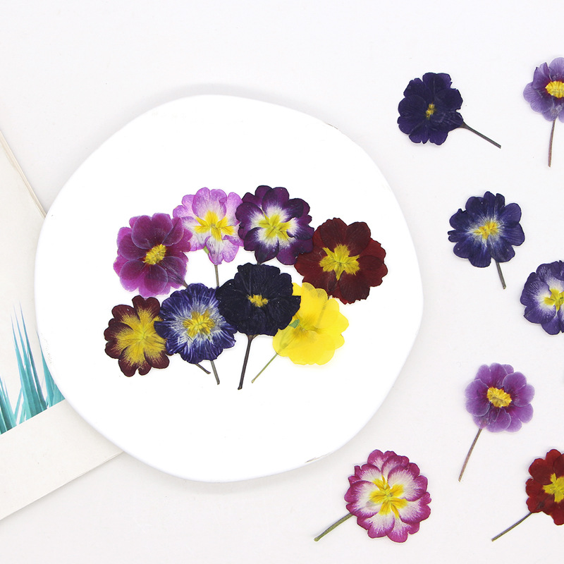 48Pcs European Primrose Teachi – Dried Flower Bookmark recenzja i cena