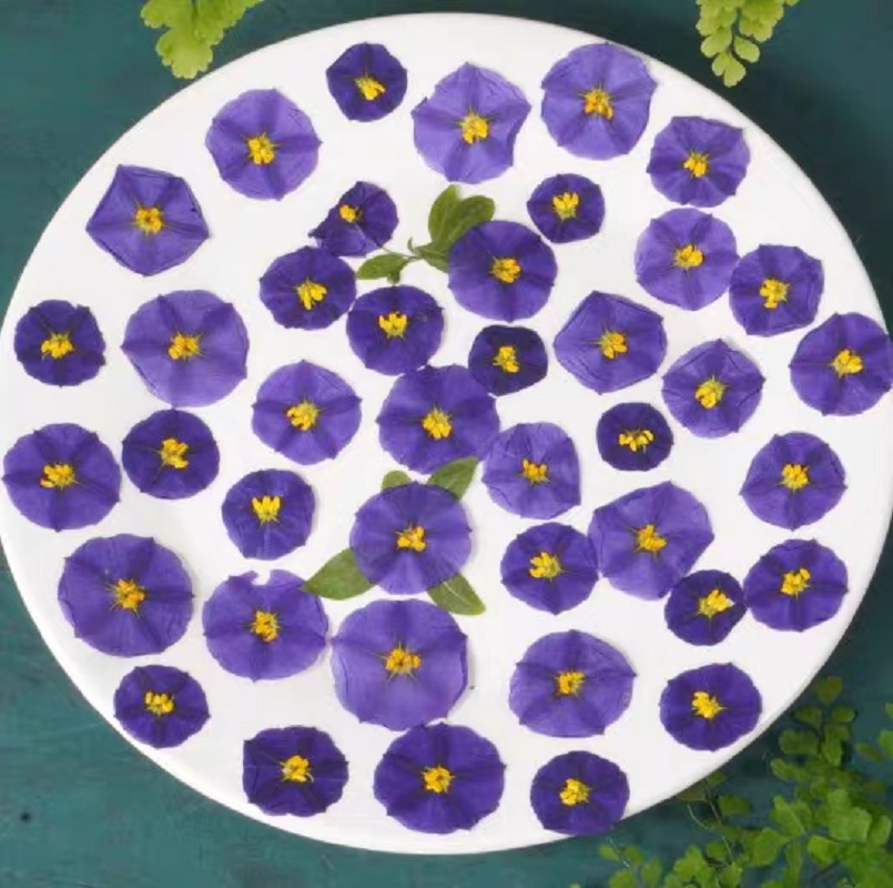 100pcs Pressed Dried Lycianthe – Dried Flower Bookmark recenzja i cena