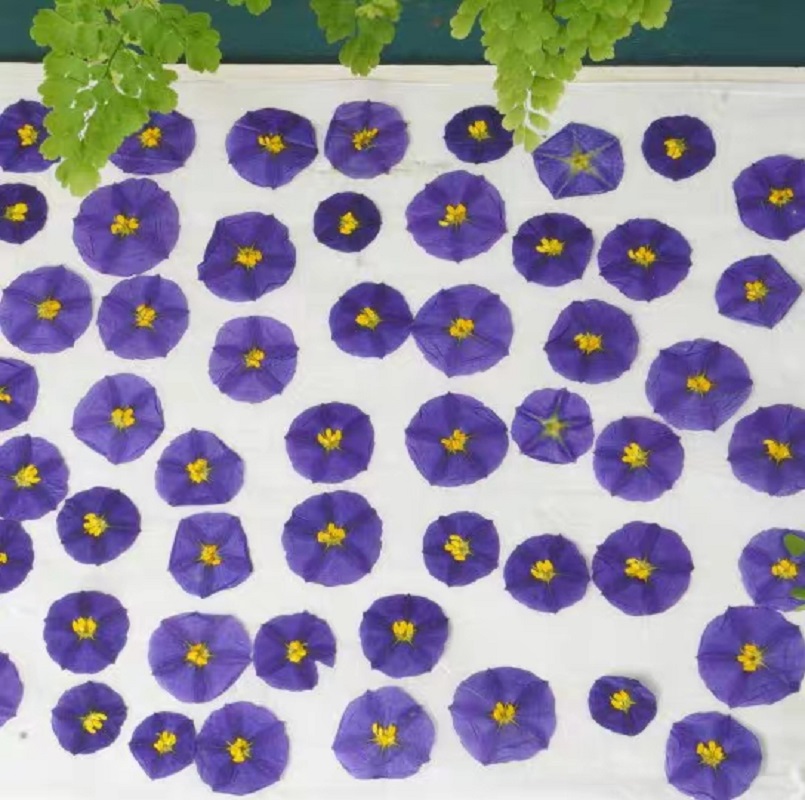 100pcs Pressed Dried Lycianthe – Dried Flower Bookmark recenzja i cena