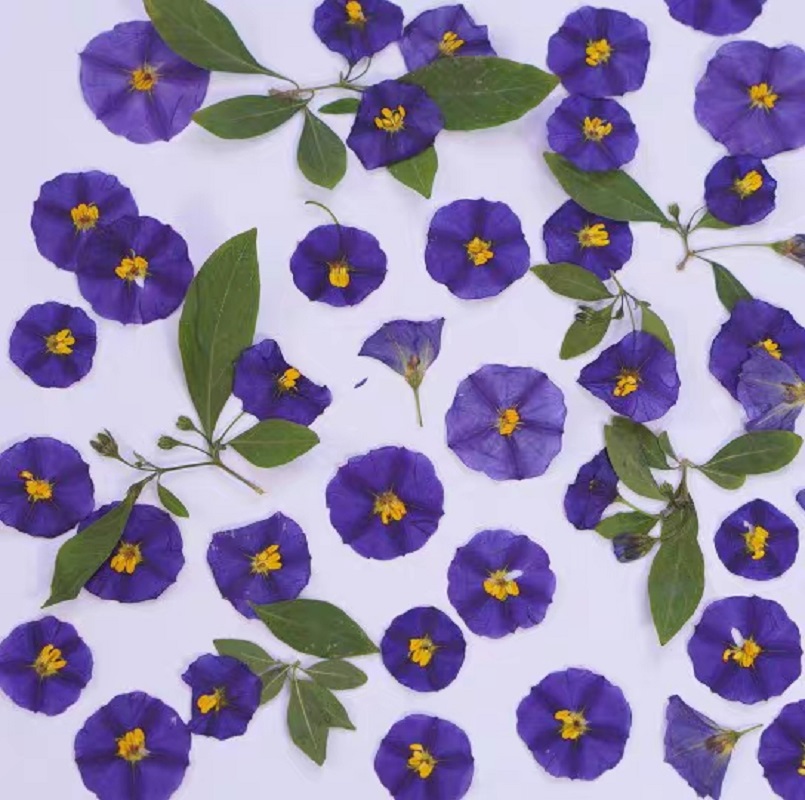 100pcs Pressed Dried Lycianthe – Dried Flower Bookmark recenzja i cena