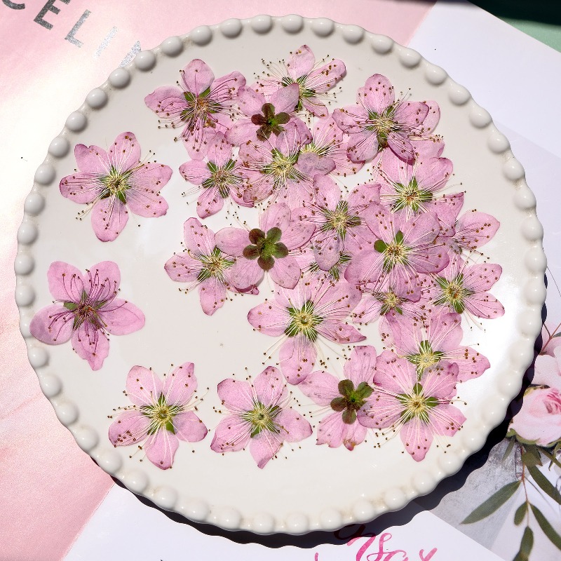 3-4cm./6pcs,Pink Peach Blossom – Dried Flower Bookmark recenzja i cena