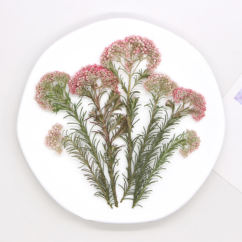 12pcs,Nature Millet flower bra – Dried Flower Bookmark recenzja i cena
