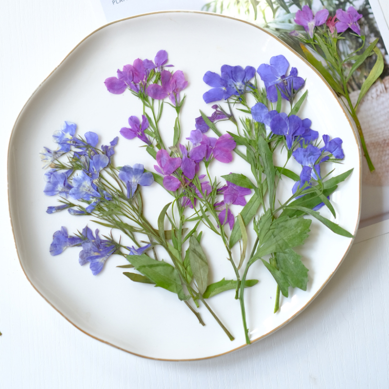 6pcs/8-13cm,nature Lobelia Eri – Dried Flower Bookmark recenzja i cena