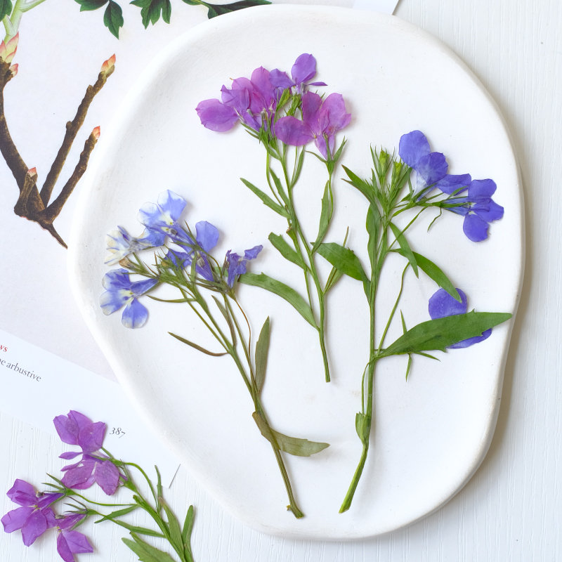 6pcs/8-13cm,nature Lobelia Eri – Dried Flower Bookmark recenzja i cena