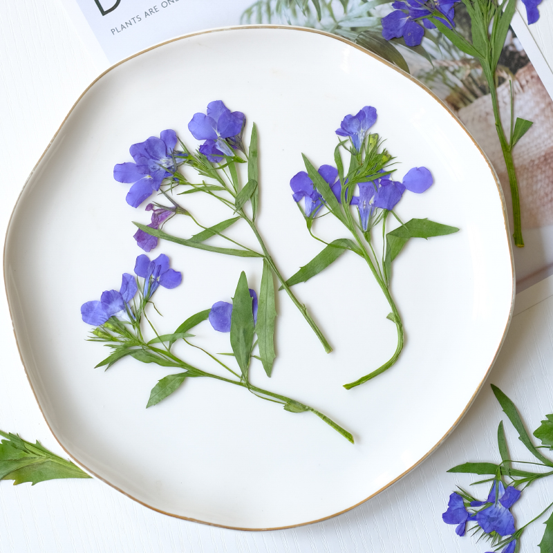 6pcs/8-13cm,nature Lobelia Eri – Dried Flower Bookmark recenzja i cena