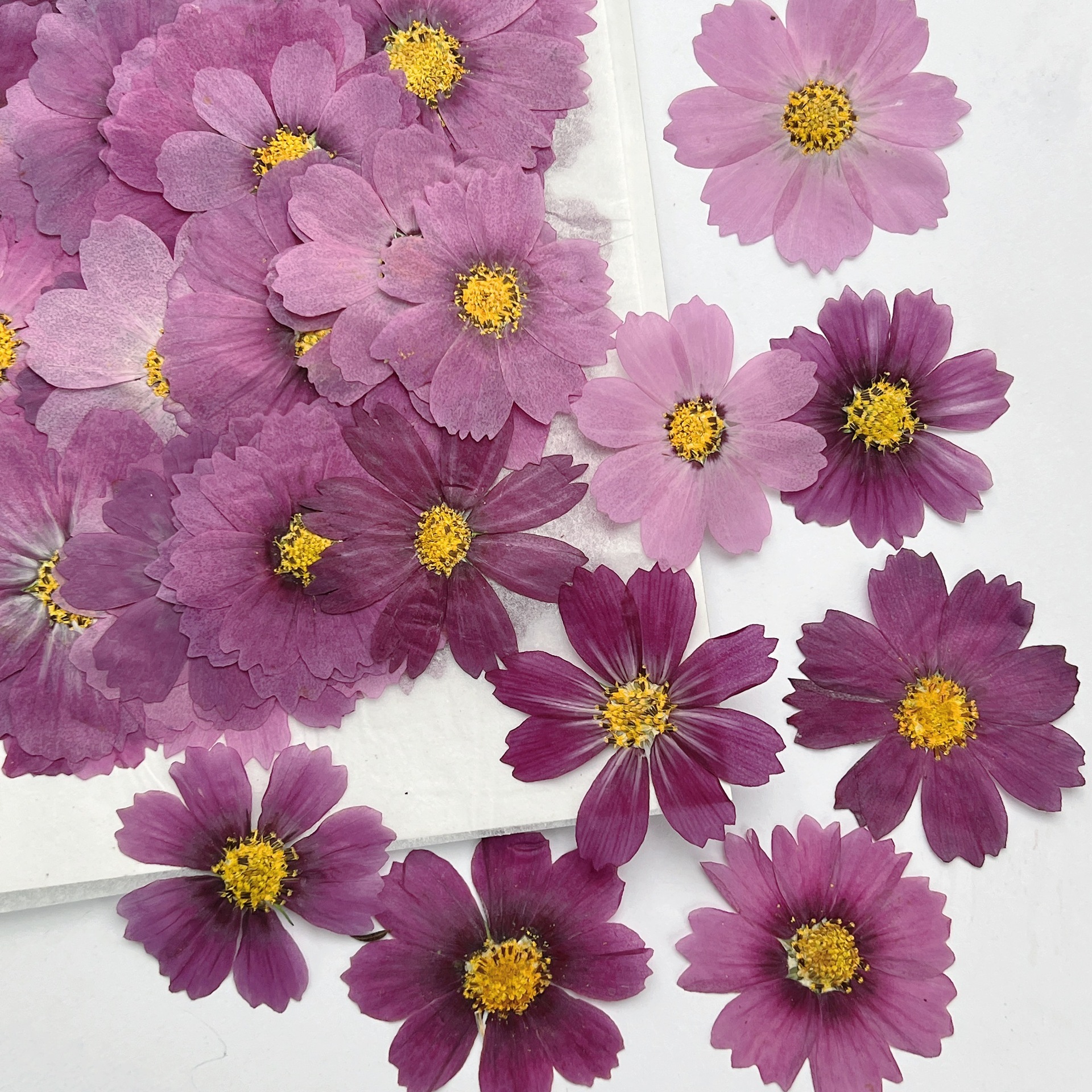 100Pcs Cosmos Dried Flower Pre – Dried Flower Bookmark recenzja i cena