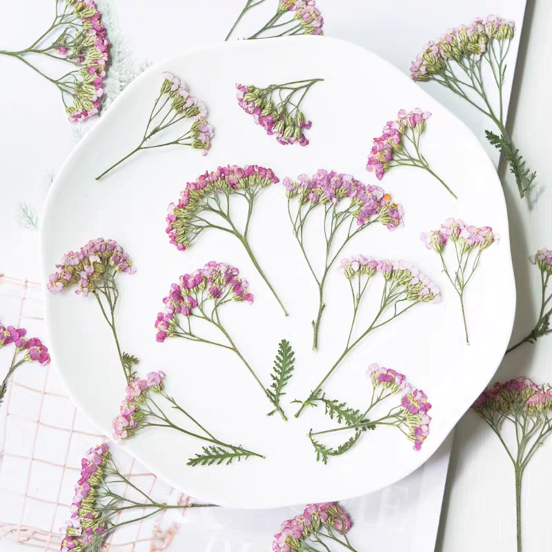 60pcs Pressed Dried Yarrow Ach – Dried Flower Bookmark recenzja i cena
