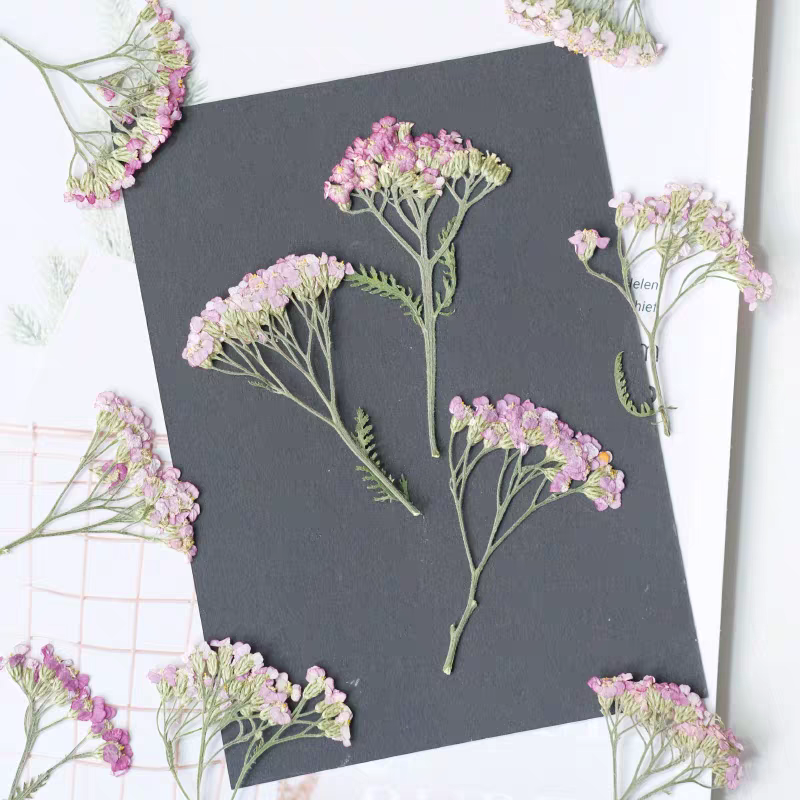60pcs Pressed Dried Yarrow Ach – Dried Flower Bookmark recenzja i cena