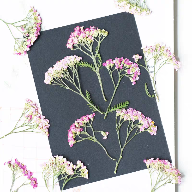 60pcs Pressed Dried Yarrow Ach – Dried Flower Bookmark recenzja i cena