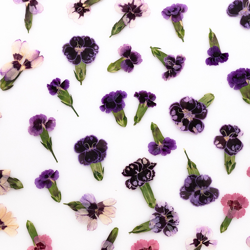 24pcs,Pressed Dried Dianthus F – Dried Flower Bookmark recenzja i cena