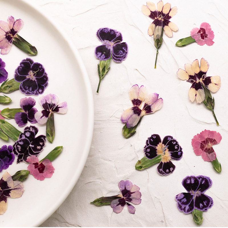 24pcs,Pressed Dried Dianthus F – Dried Flower Bookmark recenzja i cena