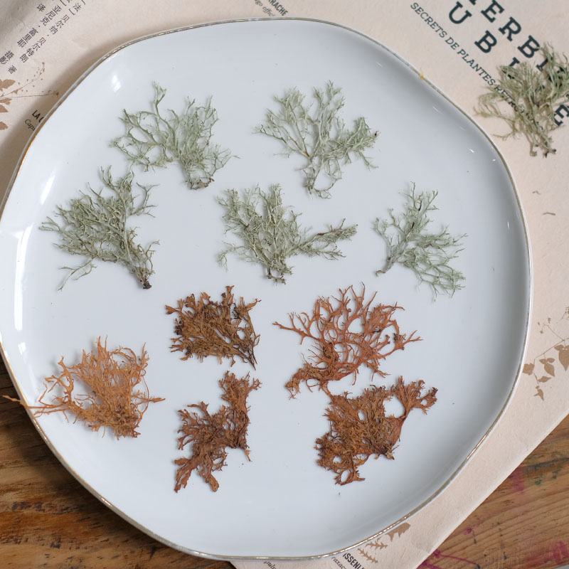 12pcs,Seaweed aquatic plants d – Dried Flower Bookmark recenzja i cena