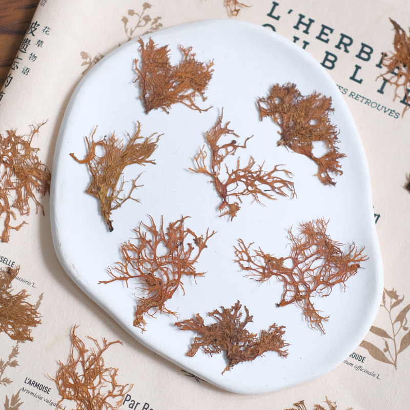 12pcs,Seaweed aquatic plants d – Dried Flower Bookmark recenzja i cena