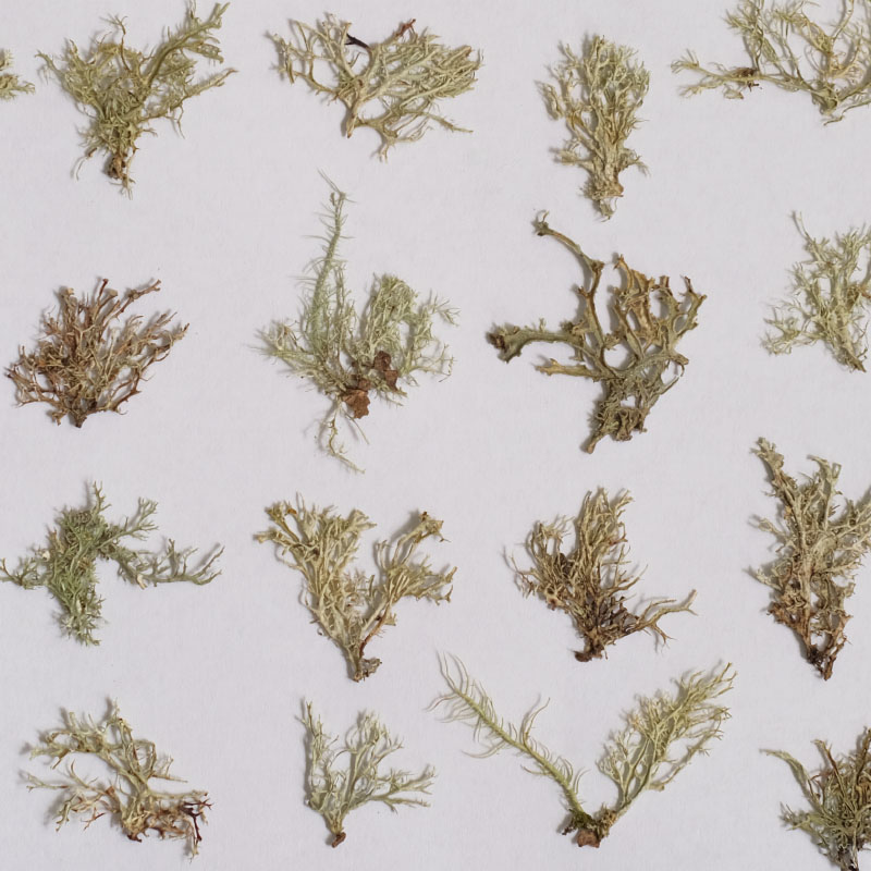 12pcs,Seaweed aquatic plants d – Dried Flower Bookmark recenzja i cena