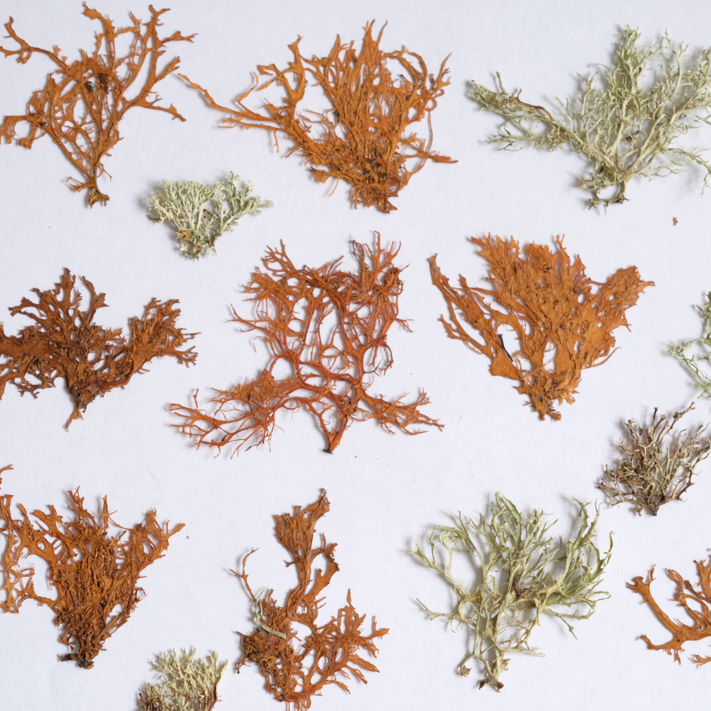12pcs,Seaweed aquatic plants d – Dried Flower Bookmark recenzja i cena