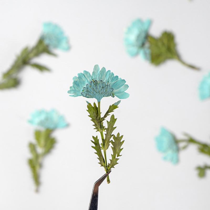 5-8cm/24pcs,Side pressed cryst – Dried Flower Bookmark recenzja i cena